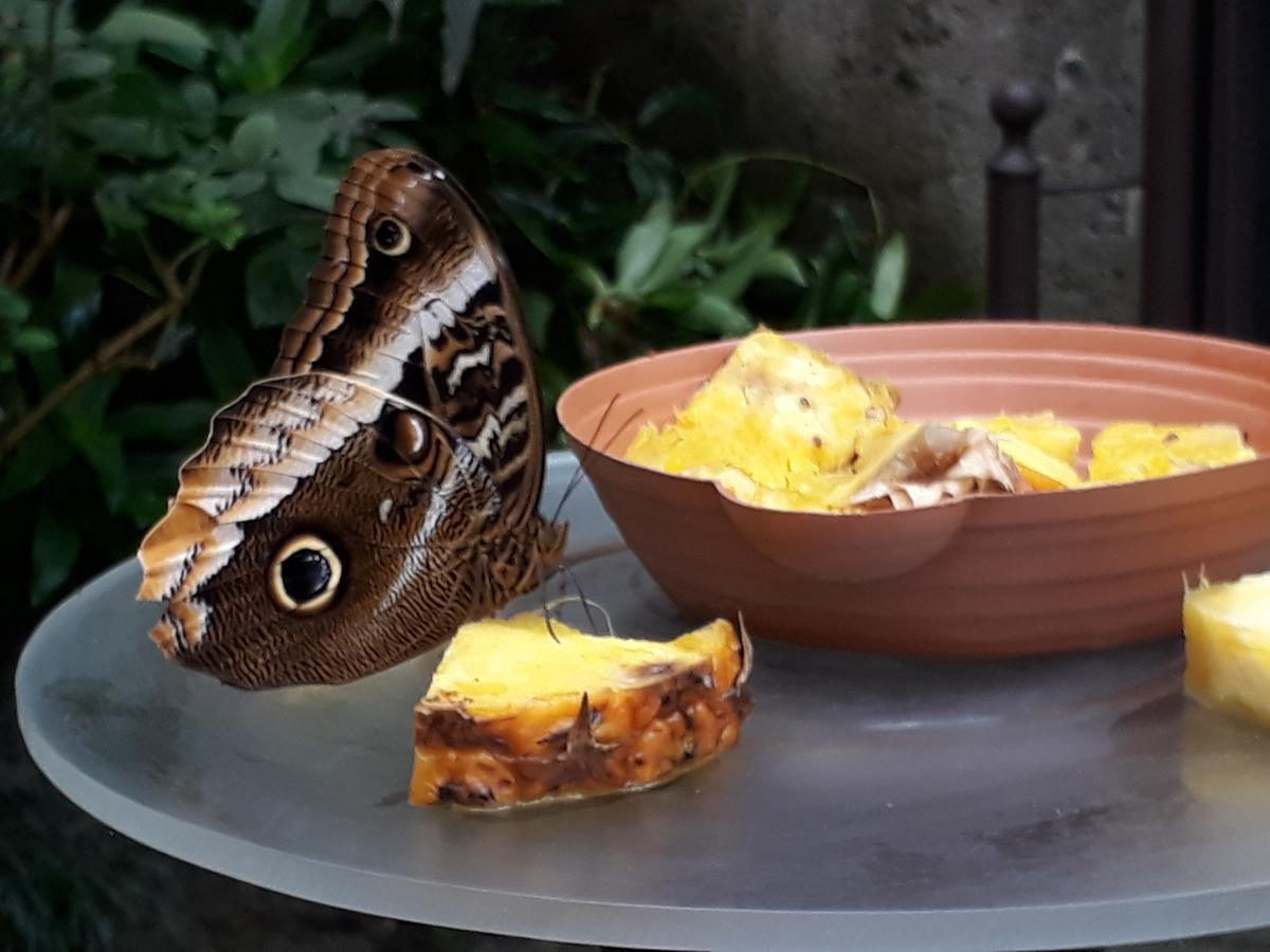 بلايا بلانكا Posada Mama Bella المظهر الخارجي الصورة